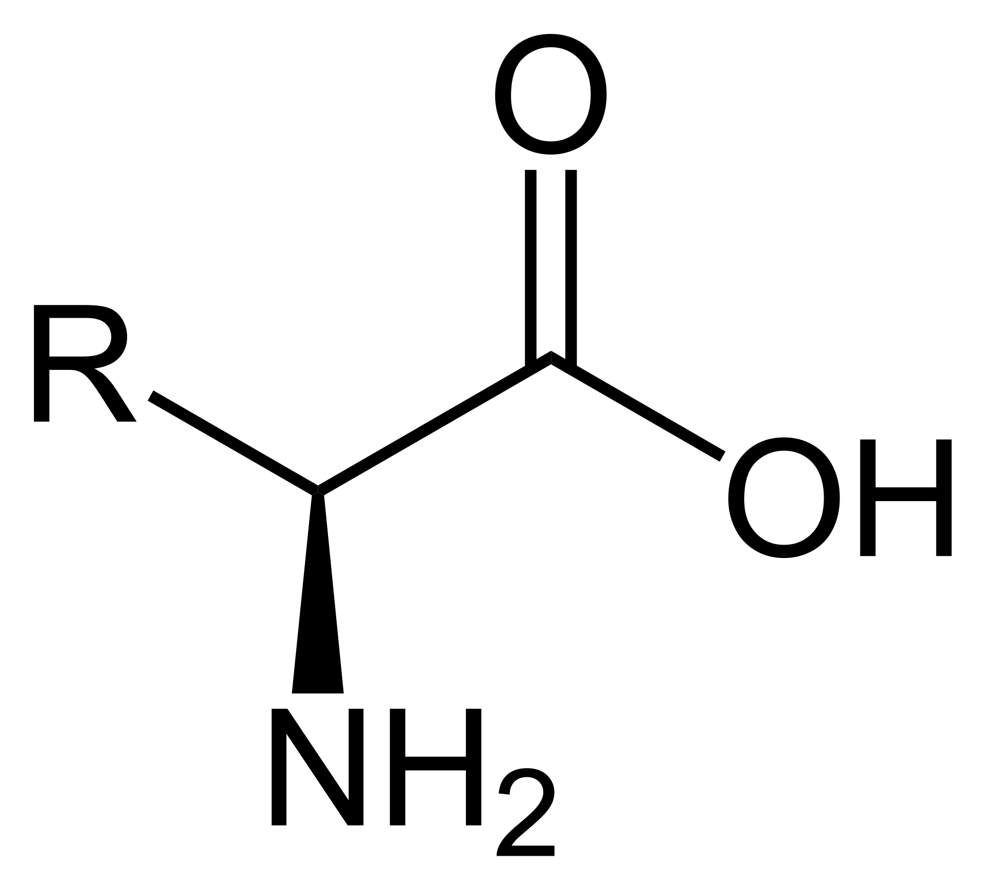 Amino acid structure with carboxyl and amine groups