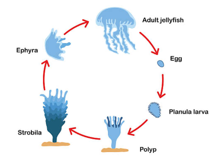 Jellyfish life cycle from polyp into medusa