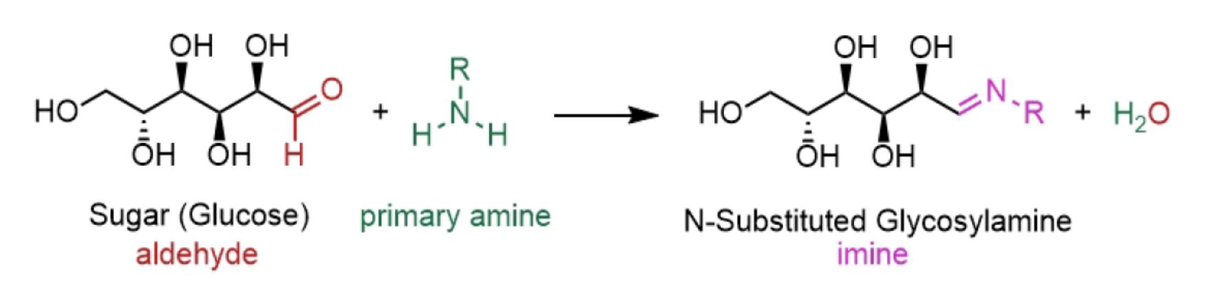 Amino acid and sugar reacting to form glycosylamine