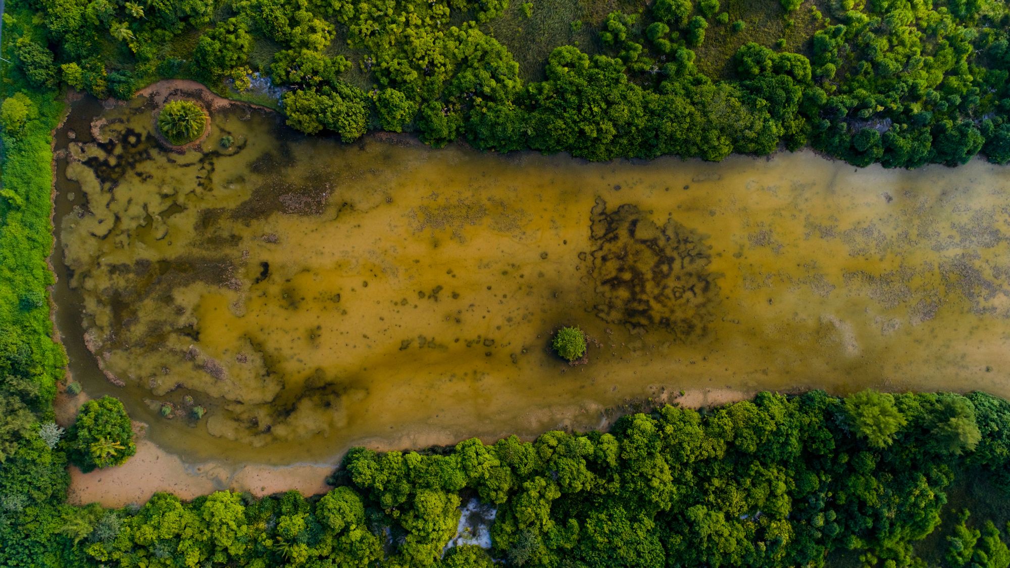 Eutrophication algal blooms due to run-off fertilisers