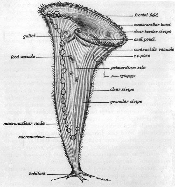 Stentor diagram showing its ciliated structure and organelles