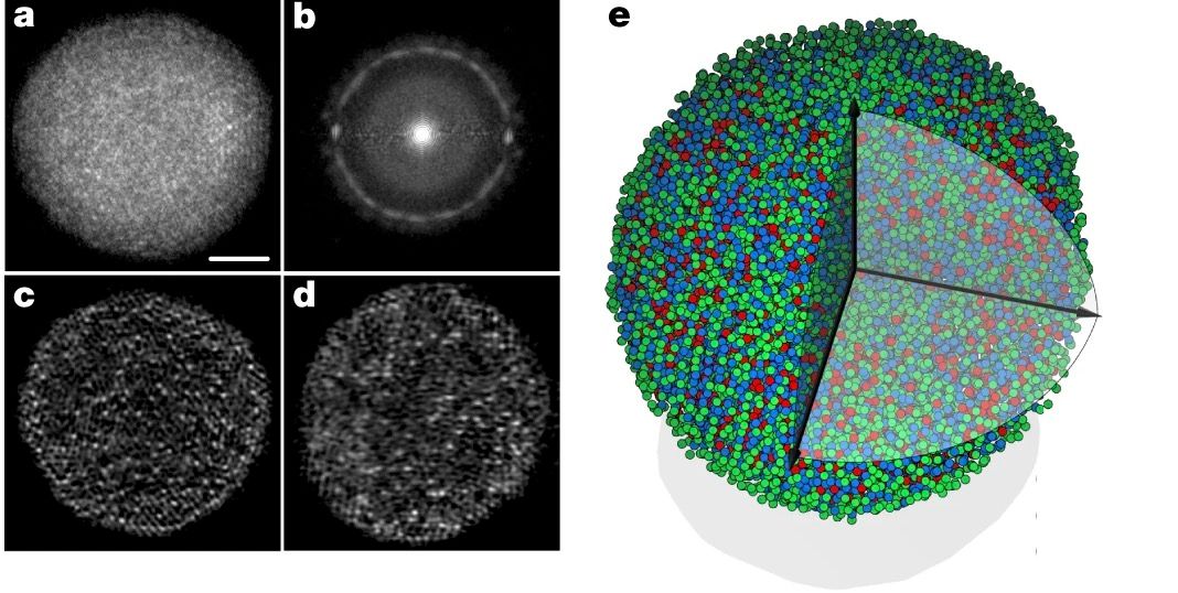 Average results of electron tomography experimental images and 3D model for glass-forming nanoparticle