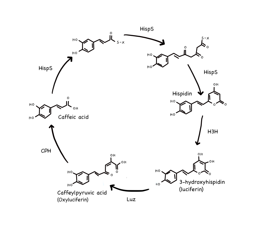 Caffeic acid cycle that leads to fungal bioluminescence