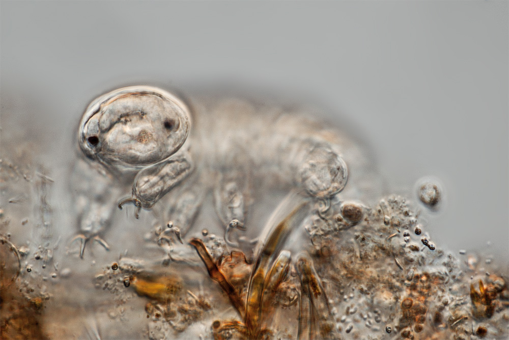 Tardigrade crawling around ready for cryptobiosis due to intrinsically disordered proteins vitrifying