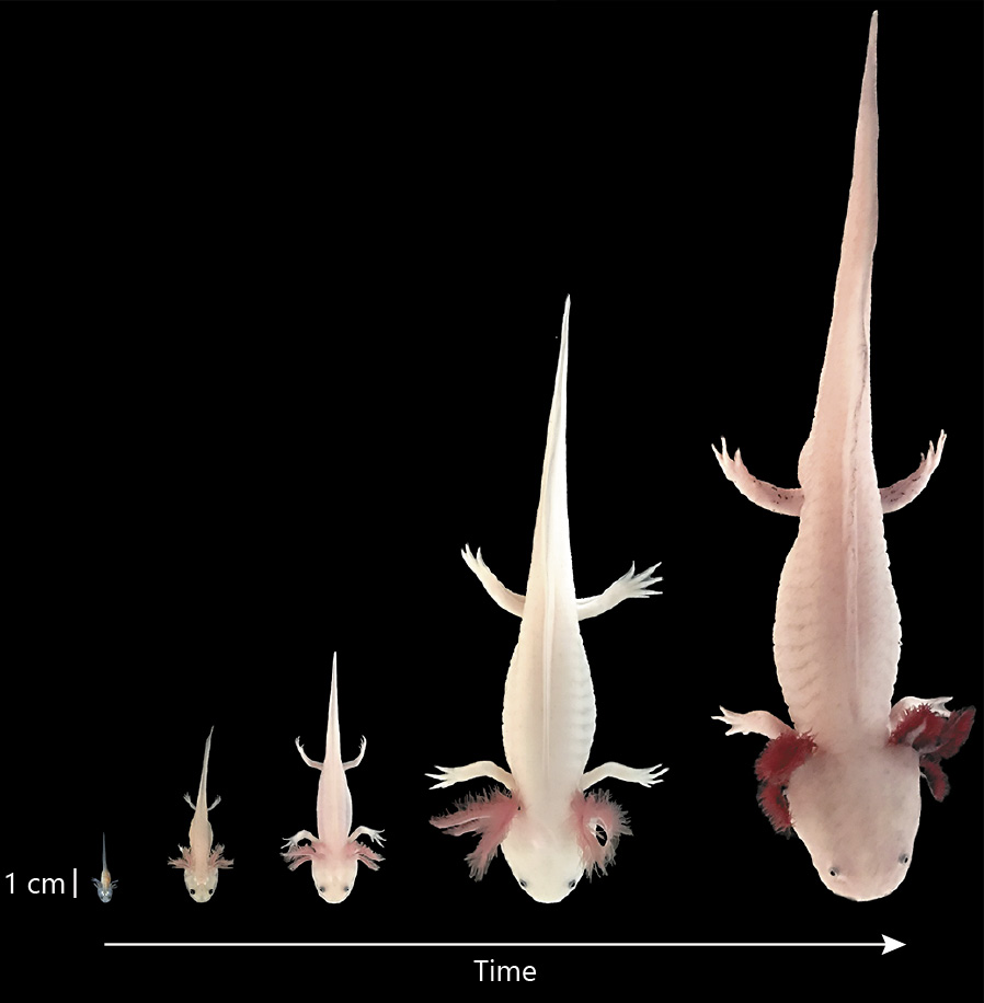 Paedomorphic axolotl growing indefinitely bigger due to hormone regulation