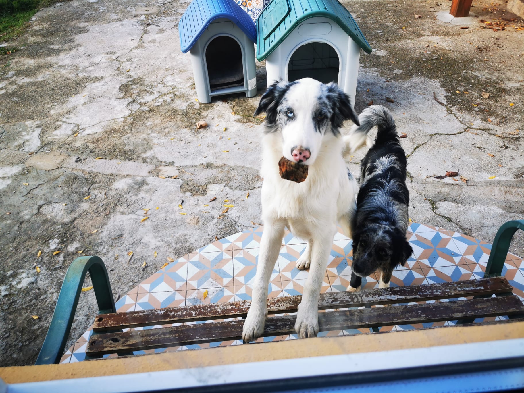 American shepherd dogs from the farm eating apples as they are omnivorous