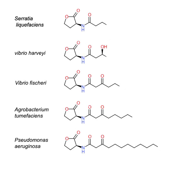 Autoinducers like acyl homoserine lactone (AHL) causing quorum sensing in different bacterial species