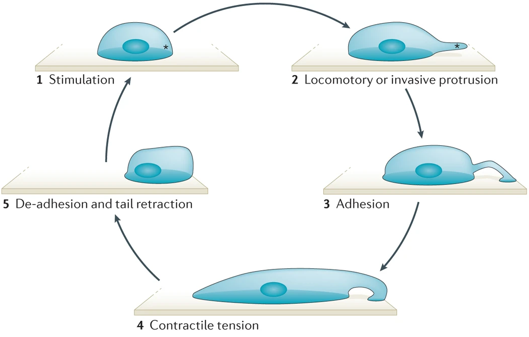 The locomotion of a crawling cell, which forms lamillipodia to adhere to surfaces and then detaches at trailing end to move