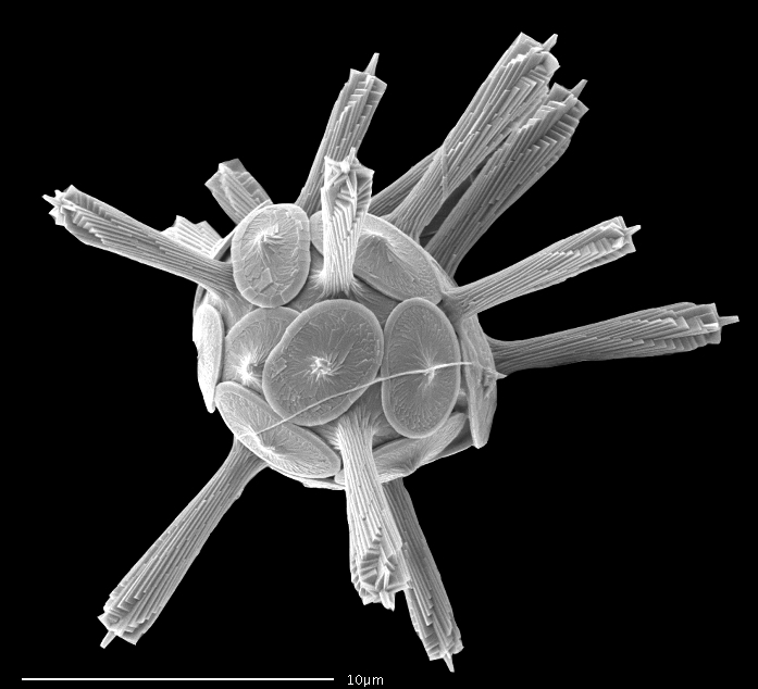 Rhabdosphaera clavigera, a coccolithophore that has a spiked coccolith to deter filter feeders, or grazers