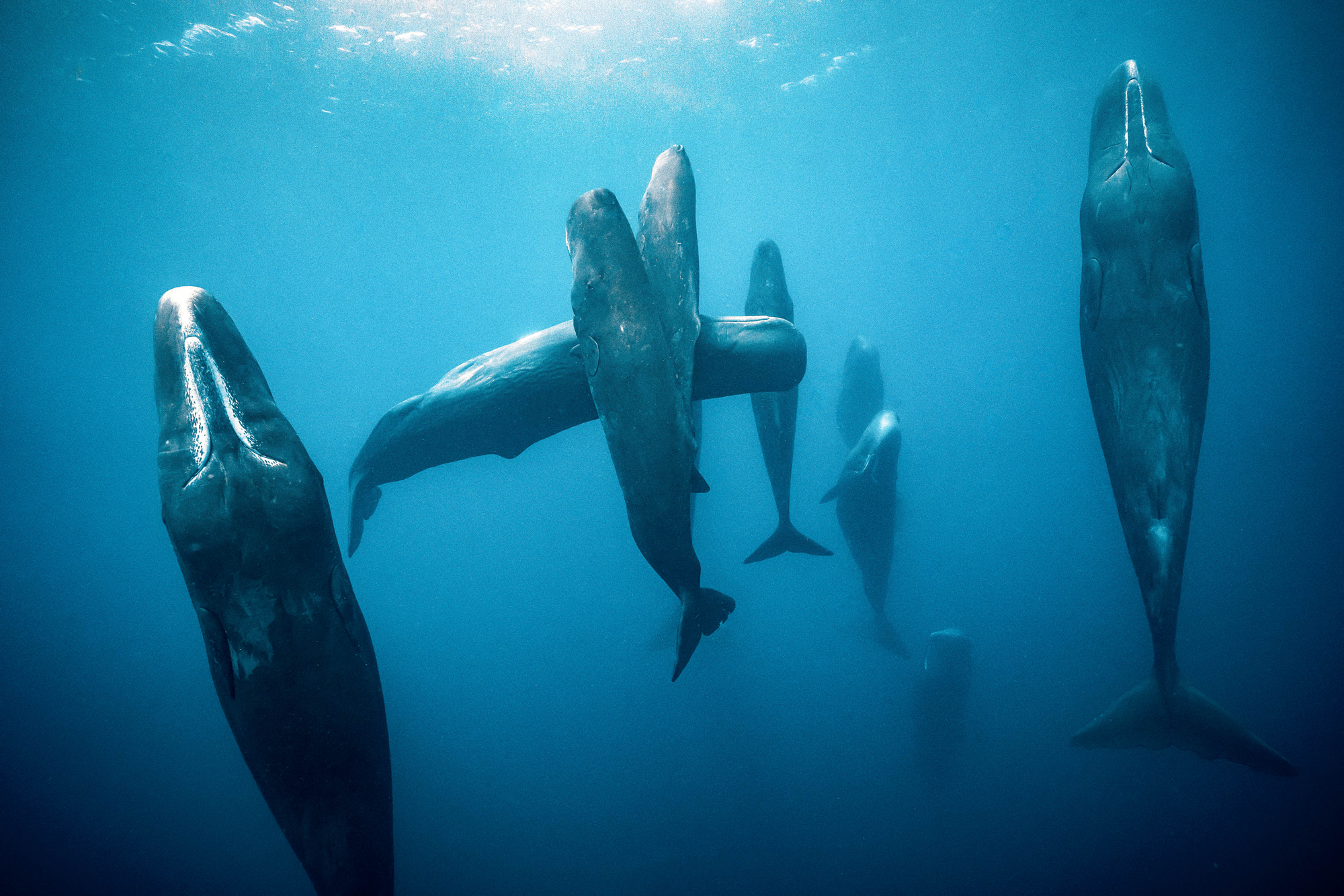 Sperm whales sleeping vertically up by keeping one hemisphere of the brain active and stop themselves from drowning