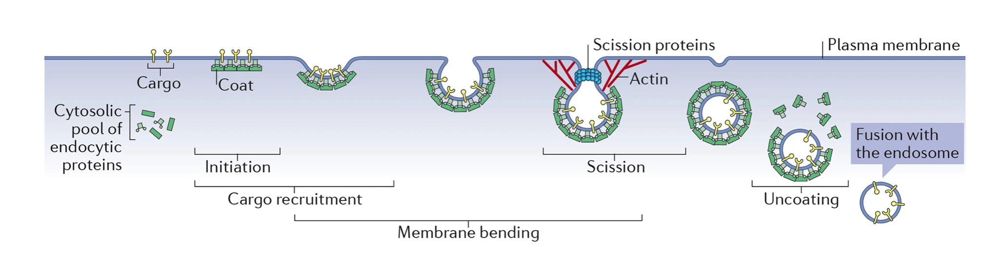 The stages of clathrin-mediated endocytosis, from initiation by adaptor joining to lipids and cargo to uncoating