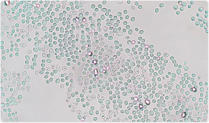 Saccharomyces cerevisiae, or brewer's/baker's yeast, which is a unicellular fungus used in genetics as a model organism