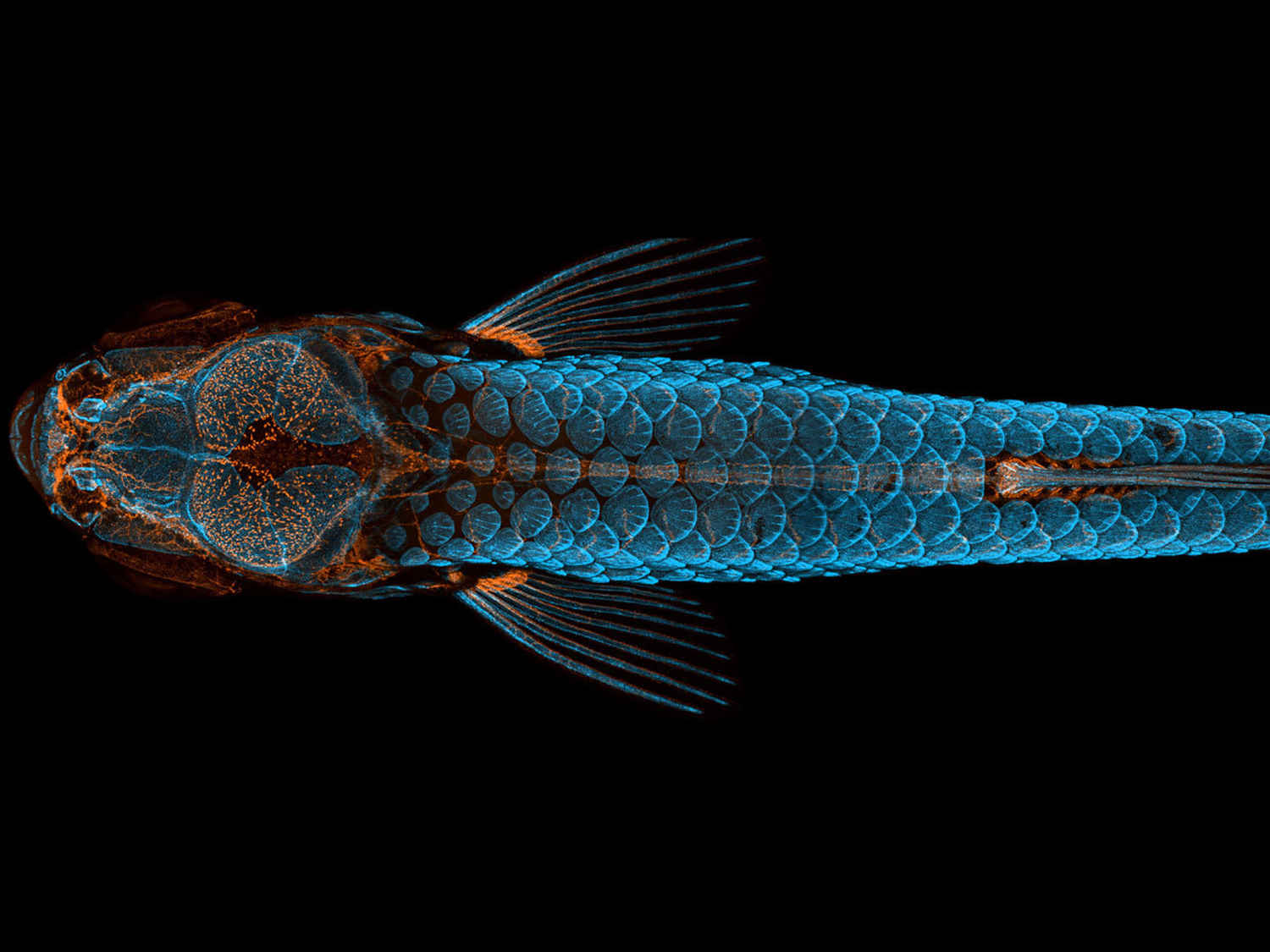 Zebrafish are viewed by embryologists under the microscope with fluorescent imaging