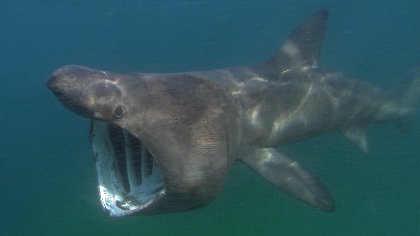 Basking sharks, goblin sharks and megamouths are in the same functional group. They are oophagous, eat zooplankton and live in the bathypelagic zone