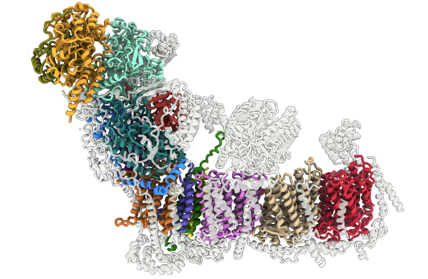 Plant mitochondrial complex 1 3D electron density model, taken by cryo-EM