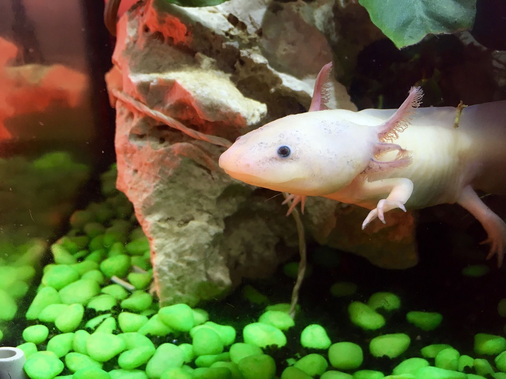 Axolotl being cute