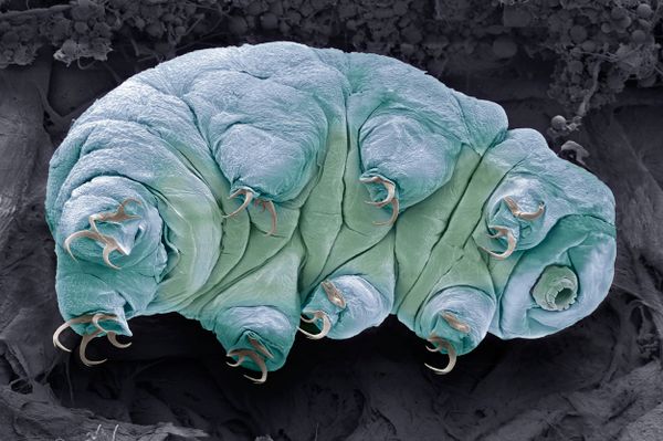 The Resilient Tardigrade - How Does It Survive Our Experiments?