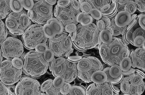 SEM image of coccolithophores with calcite coccolith shells in ocean