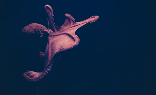 Octopuses from the order Octopoda of the class Cephalopoda being interesting